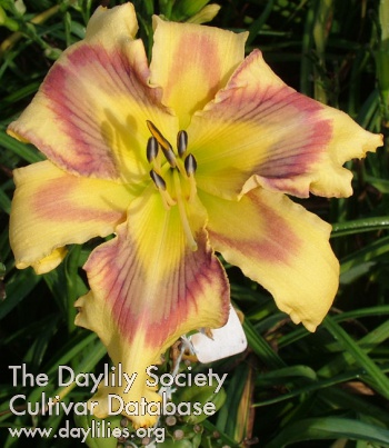 Daylily Aztec Sun Mirror